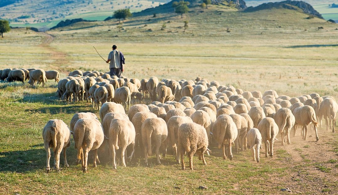 Σε οικονομικό αδιέξοδο η κτηνοτροφία